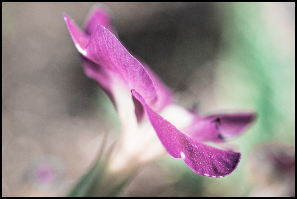 Primose II - ID 007286