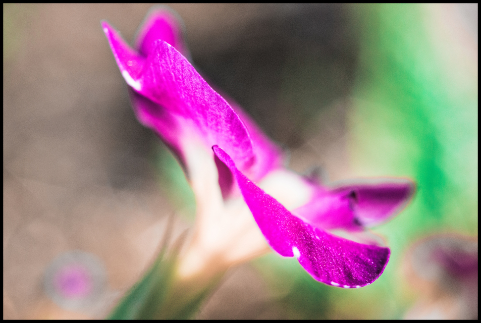 Primose III - ID 007287