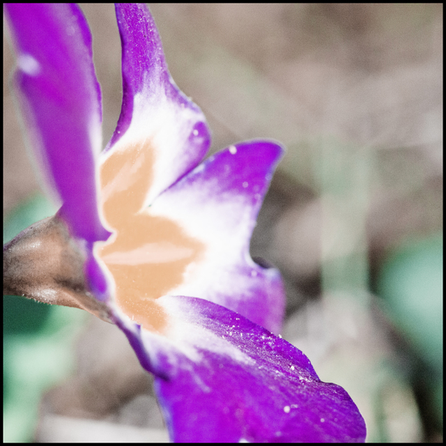 Primose V - ID 007289