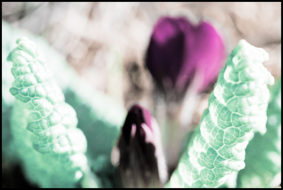 Primose VI - ID 007290