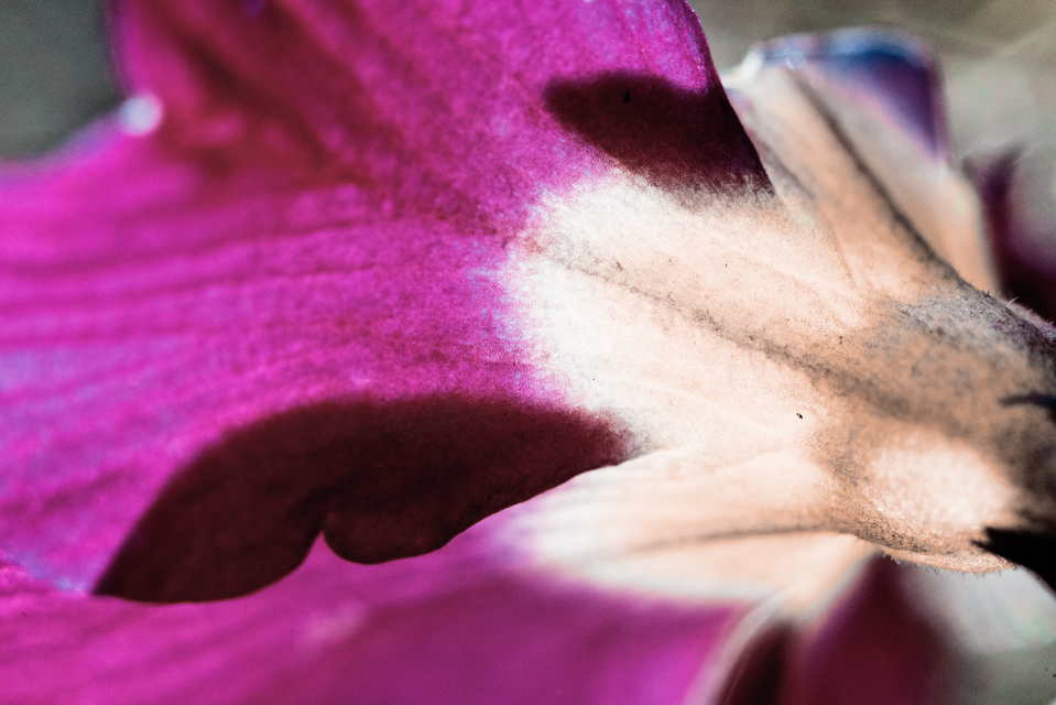 Primose VIII - ID 007292