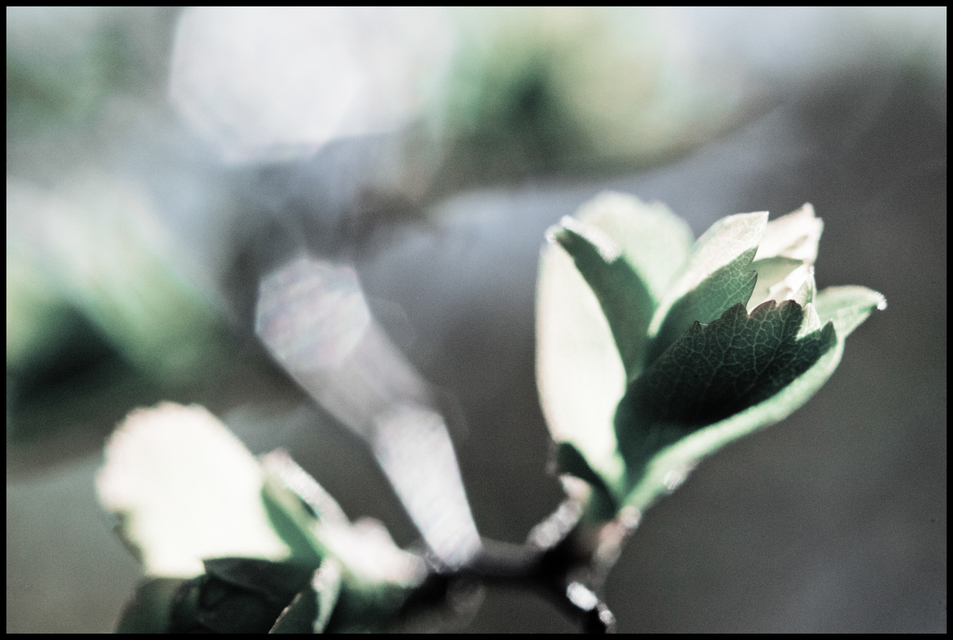 First Green I - ID 007294