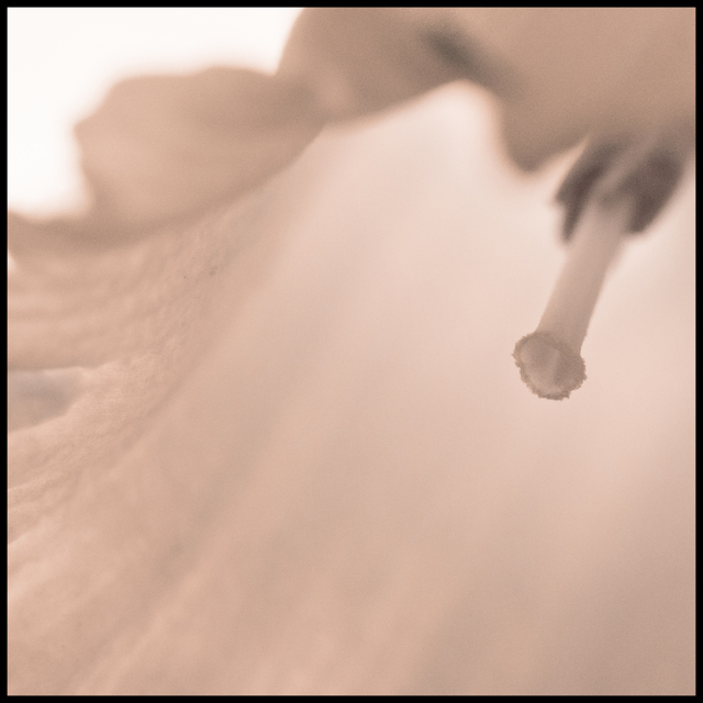 Narcissus Pseudonarcissus I - ID 007295