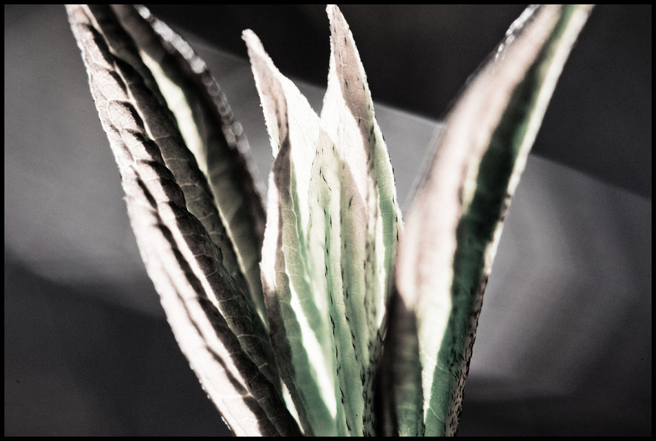 First Green II - ID 007296