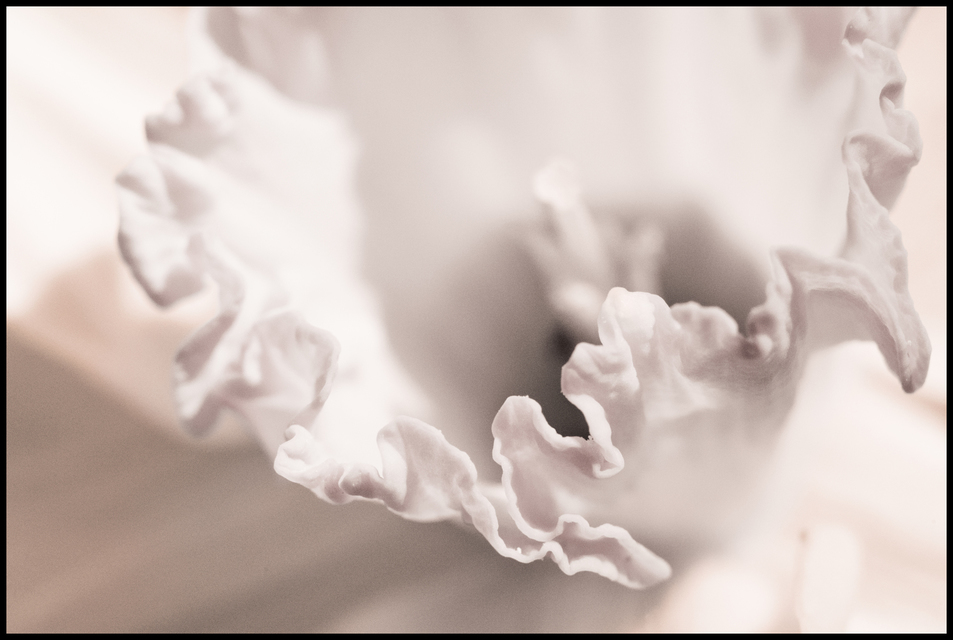 Narcissus Pseudonarcissus II - ID 007300