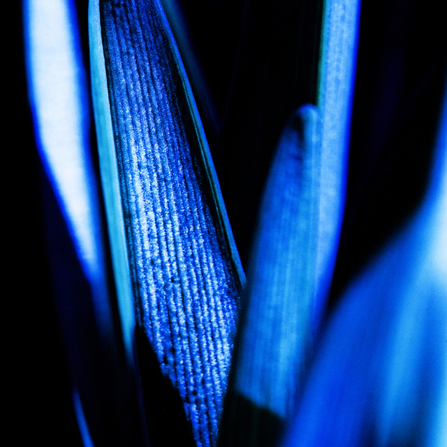 Lilium in Blue - ID 007301