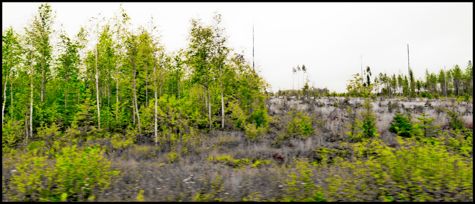 Growing Forest II - ID 007333