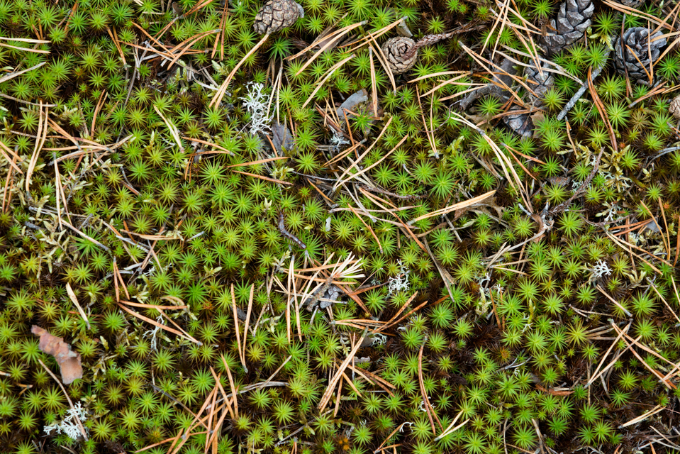 Finnish Ground II - ID 007348