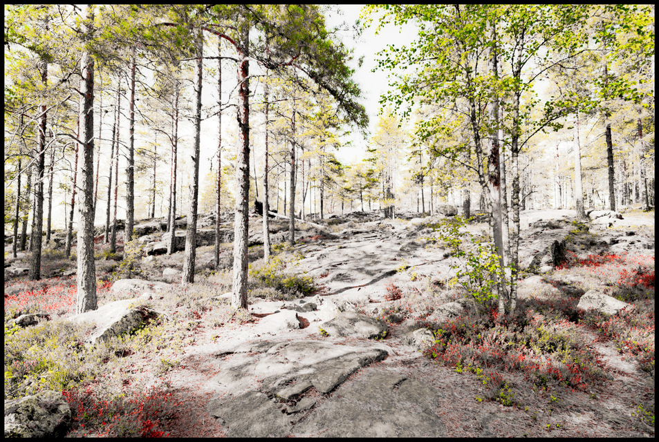 Finnish Path II - ID 007349