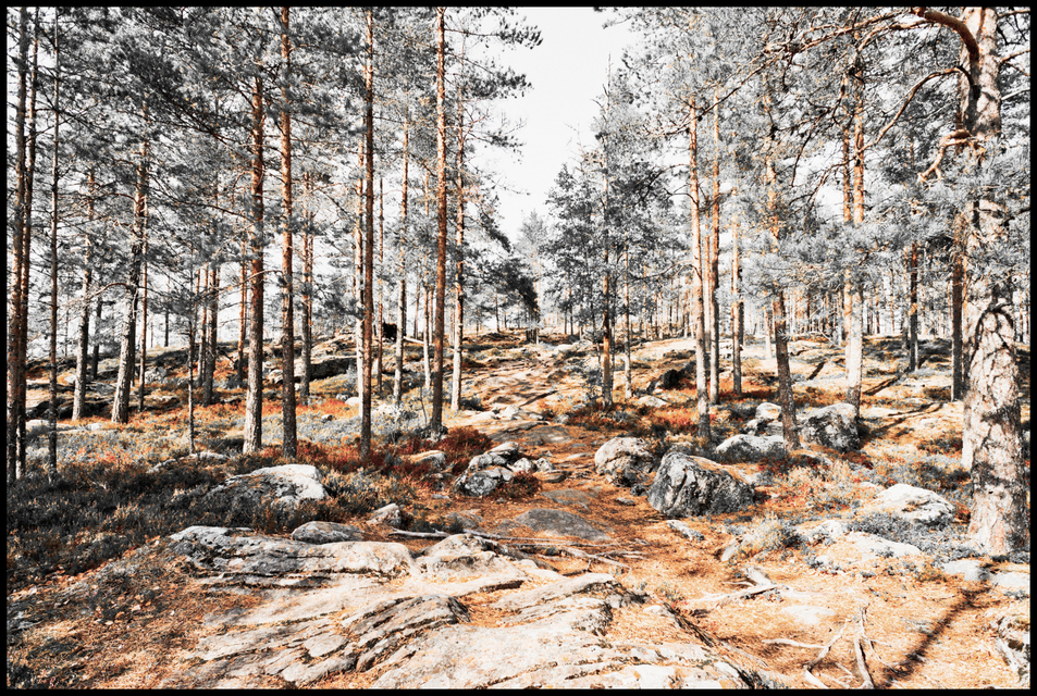 Finnish Path III - ID 007352