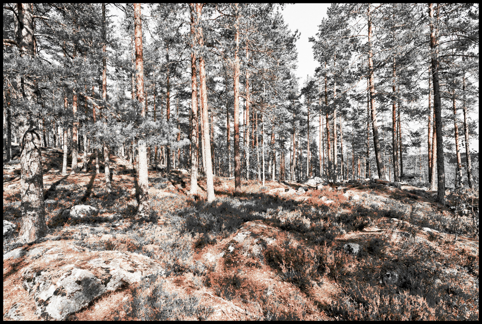 Finnish Forest IV - ID 007354