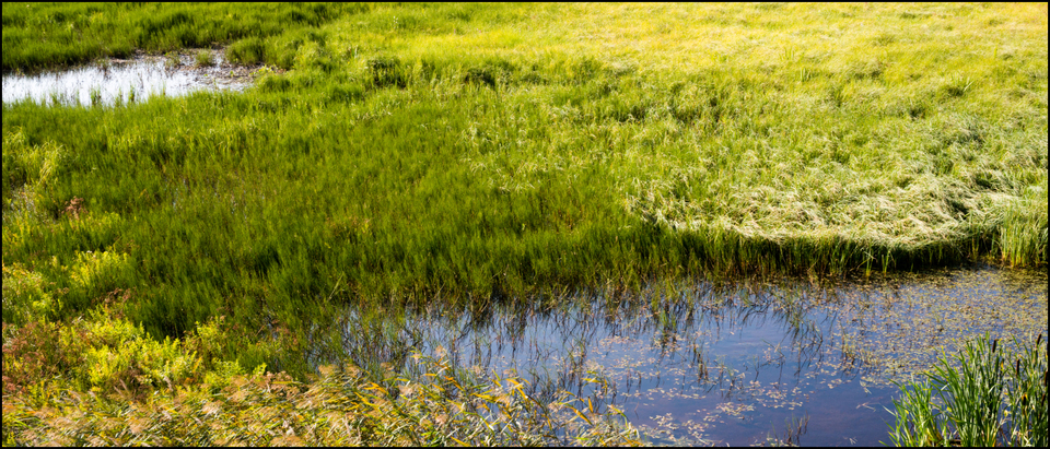 At the Lake I - ID 007356