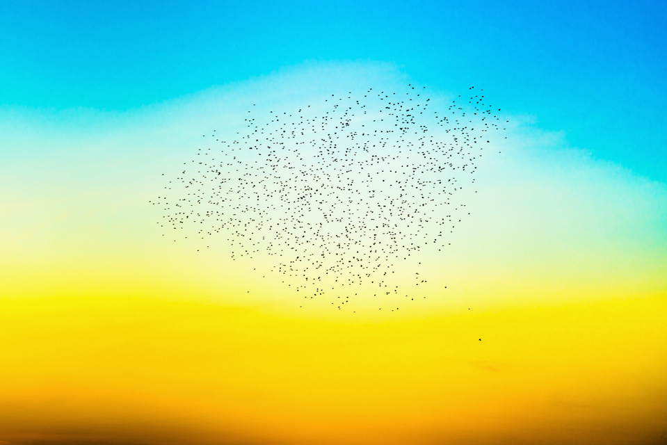 Birds in Evening Sunlight I - ID 007361