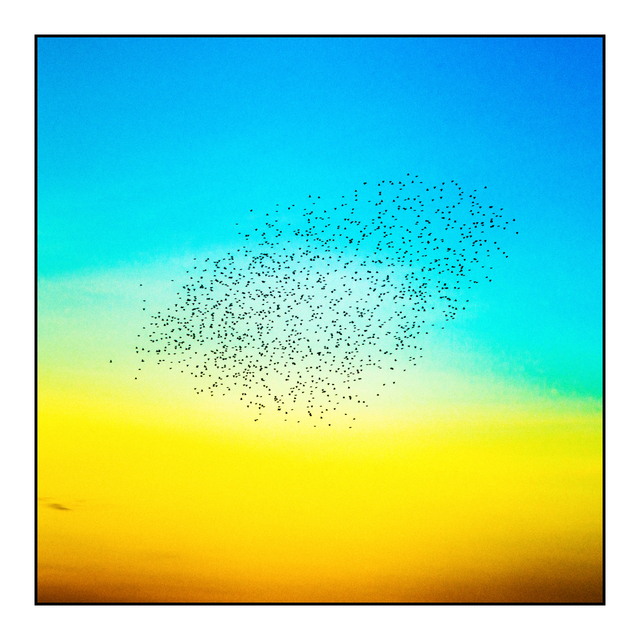 Birds in Evening Sunlight II - ID 007362