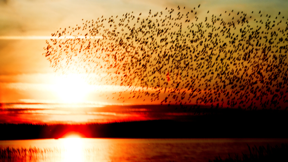 Birds in Sunlight I - ID 007372