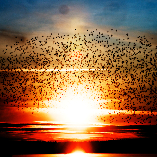 Birds in Sunlight II - ID 007373