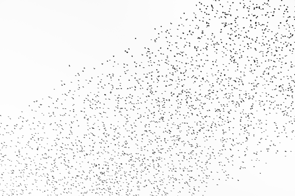 Swarm of Birds II - ID 007375