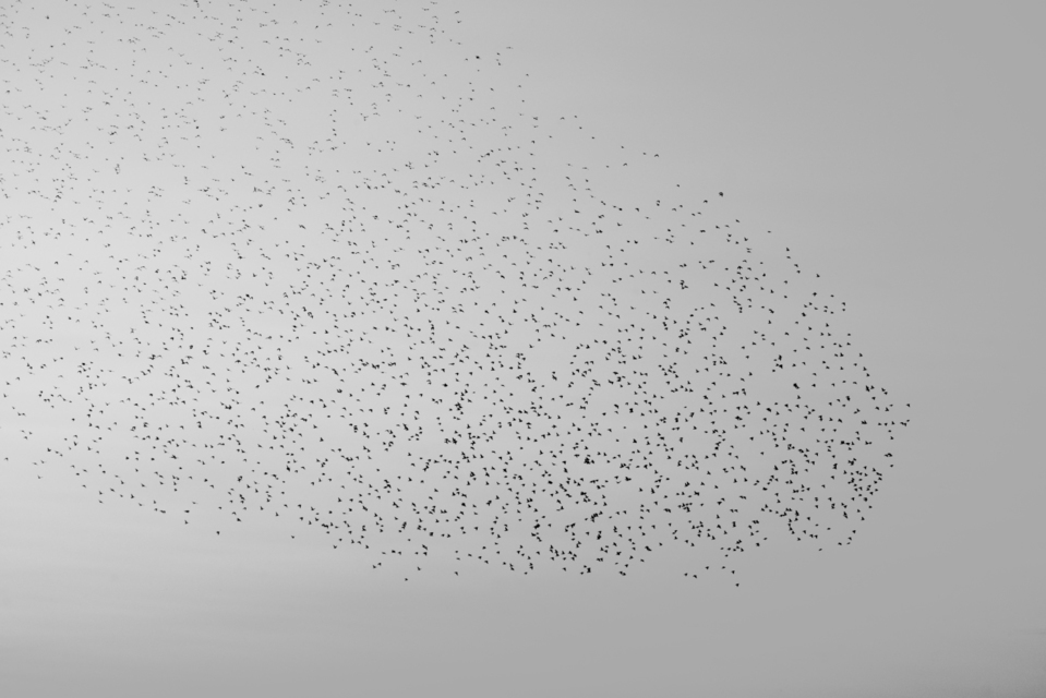 Swarm of Birds III - ID 007376