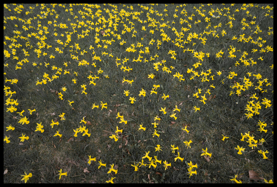 Spring II - ID 007405