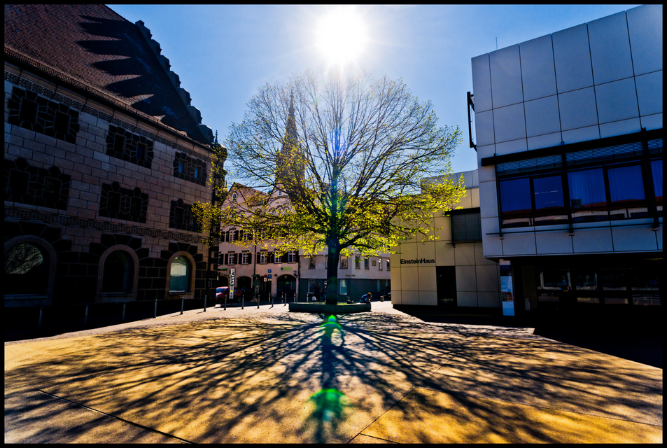 One Stone Tree I - ID 007473