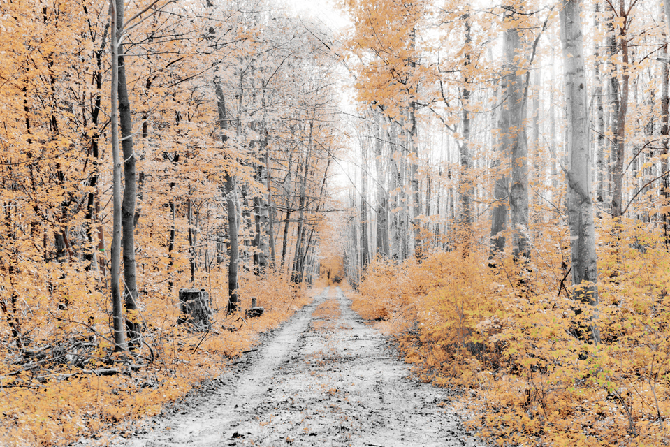 Rest of Winter III - ID 007493