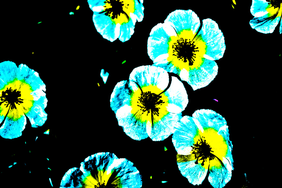 POP Flowers I - ID 007519