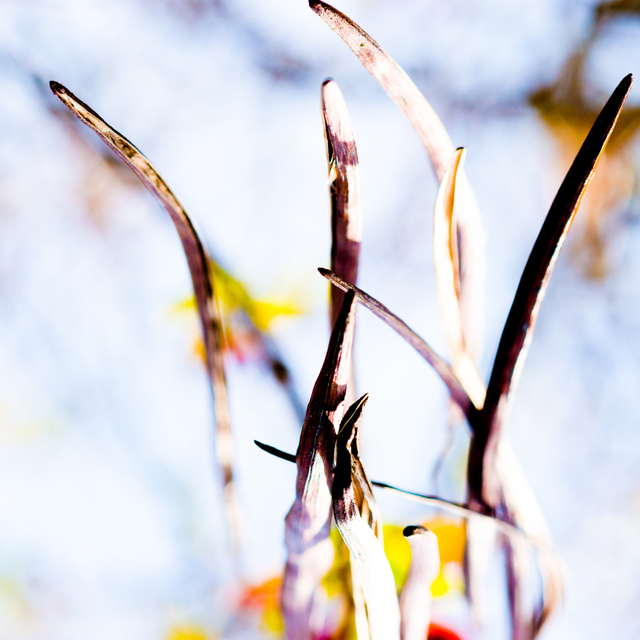 Tree Seeds I - ID 007521