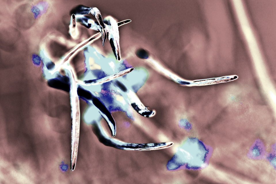 Tree Seeds III - ID 007523