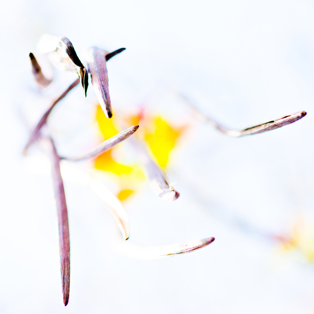 Tree Seeds IV - ID 007524