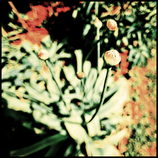 Garden Spring Explosion II - ID 007538