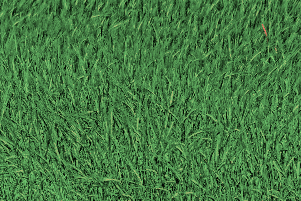Field Green - ID 007555