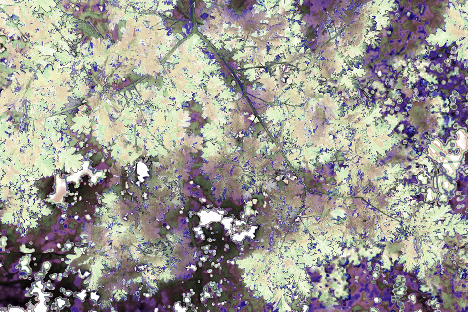 Holes in the Leaves Roof - ID 007588