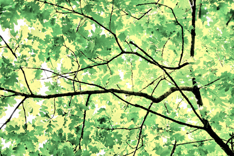 Oak Leaves I - ID 007589