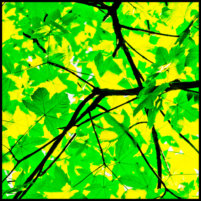 Yellow and Green I - ID 007591