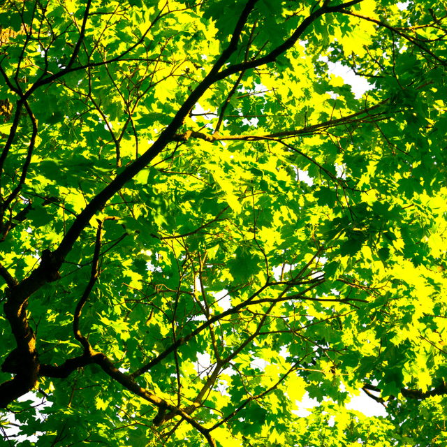Yellow and Green II - ID 007592