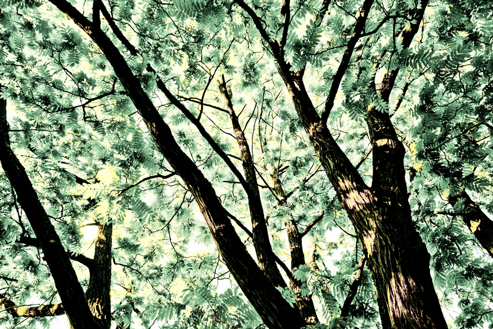 Ulm Virgin Forest I - ID 007594