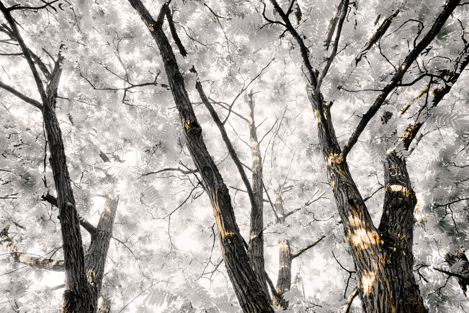 Ulm Virgin Forest II - ID 007595