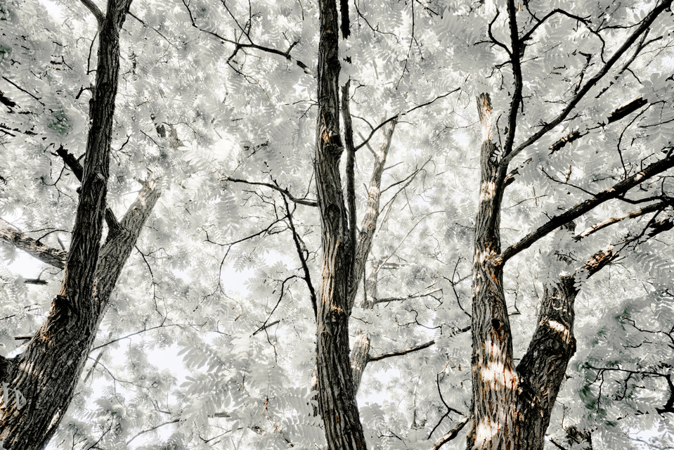 Ulm Virgin Forest III - ID 007596