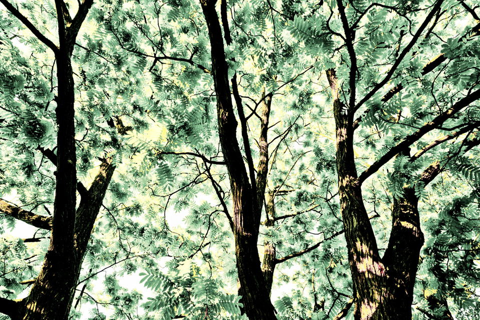 Ulm Virgin Forest IV - ID 007597