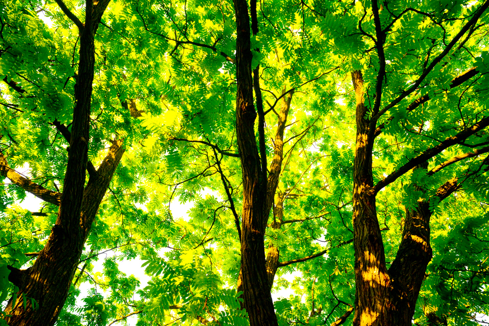 Ulm Virgin Forest V - ID 007598