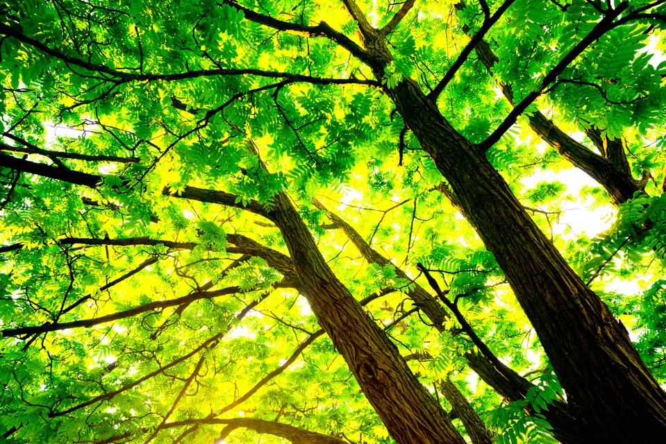 Ulm Virgin Forest VI - ID 007599