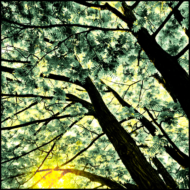 Ulm Virgin Forest VII - ID 007600