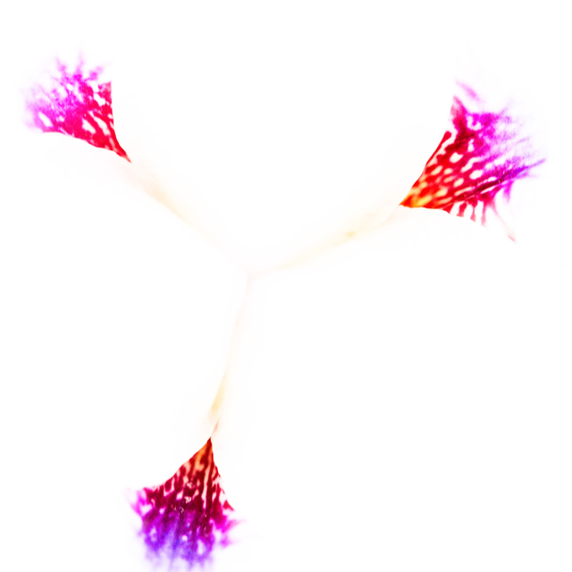 Heart of Flower - ID 007601