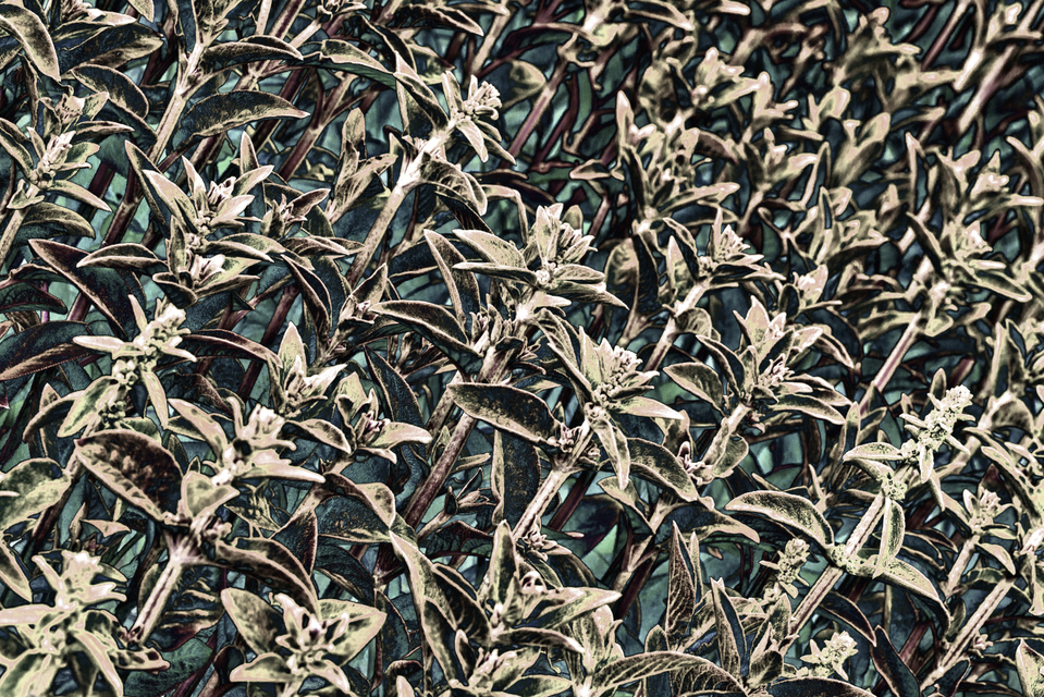 Plant Structure I - ID 007602