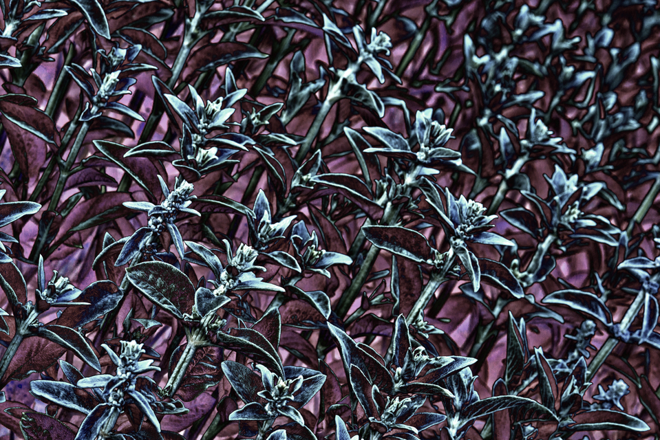 Plant Structure II - ID 007603