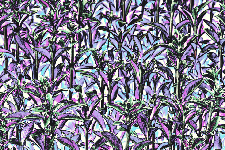 Plant Structure IV - ID 007605