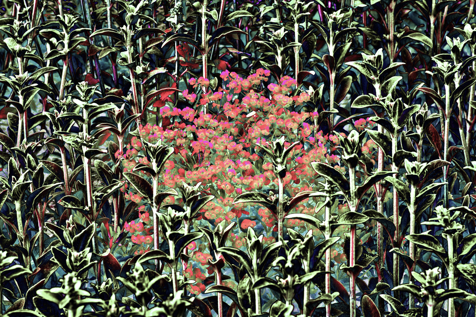 Plant Structure VI - ID 007607