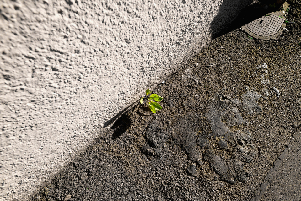 At the Wall I - ID 007620