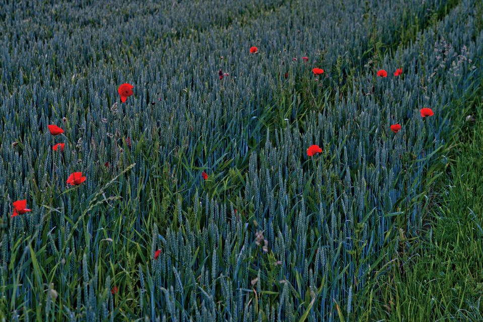 Poppy and Rye III - ID 007646