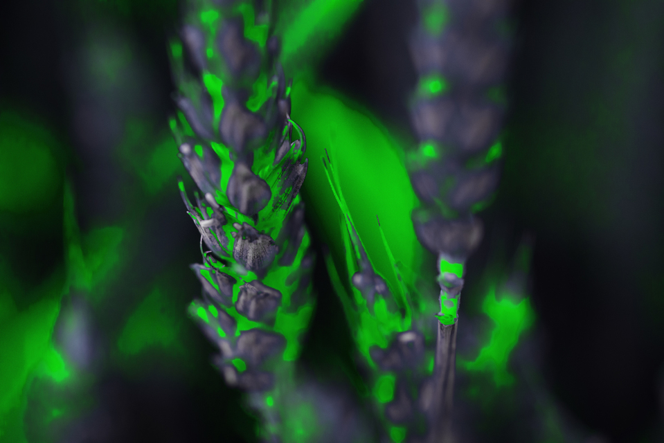 Arificial Rye II - ID 007648